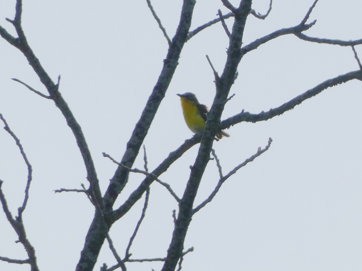 Yellow-breasted Chat - ML620392335