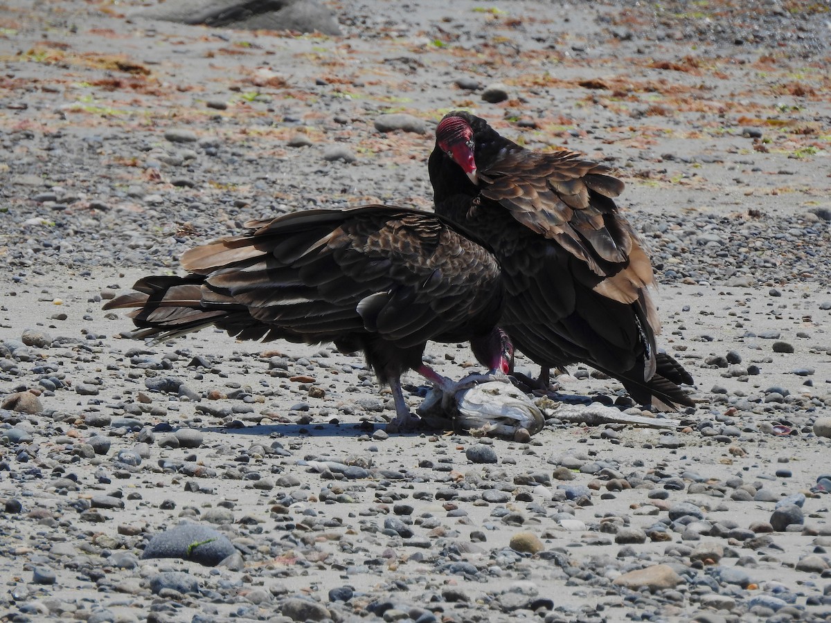 Turkey Vulture - ML620392337