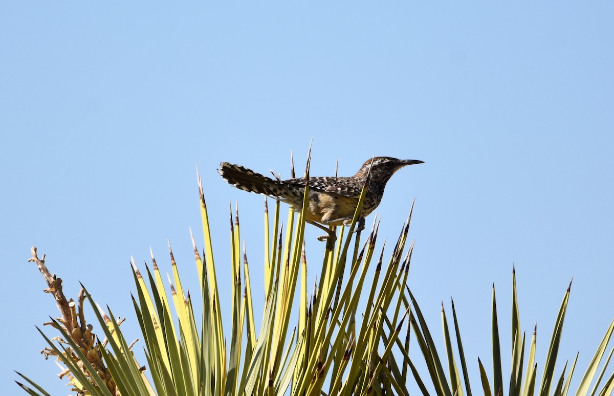 Cactus Wren - K & B Bealer