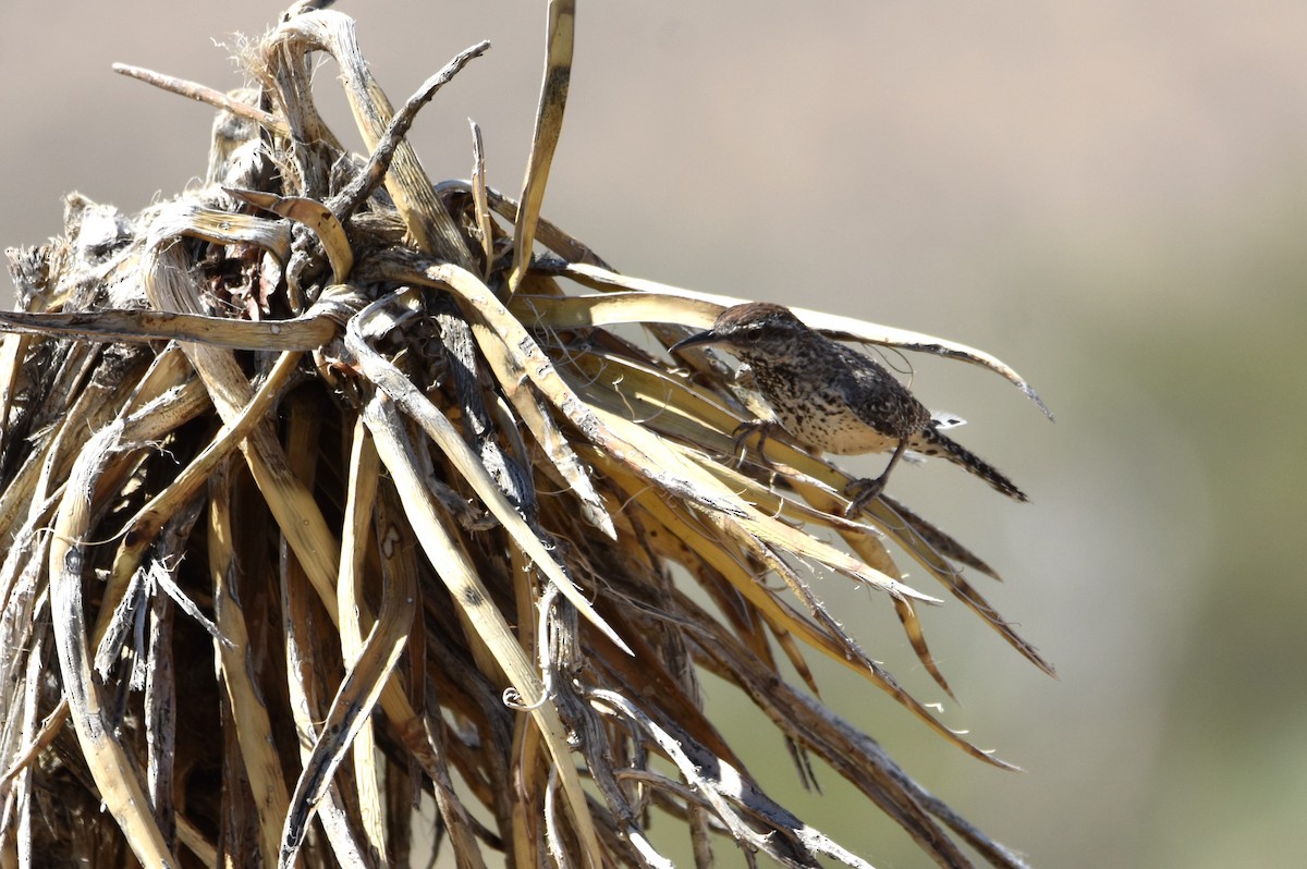 Cactus Wren - K & B Bealer