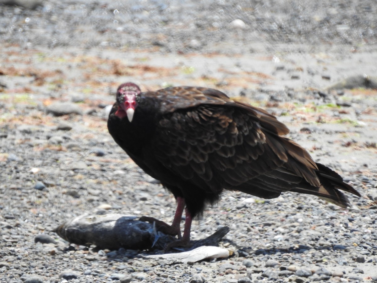 Turkey Vulture - ML620392362