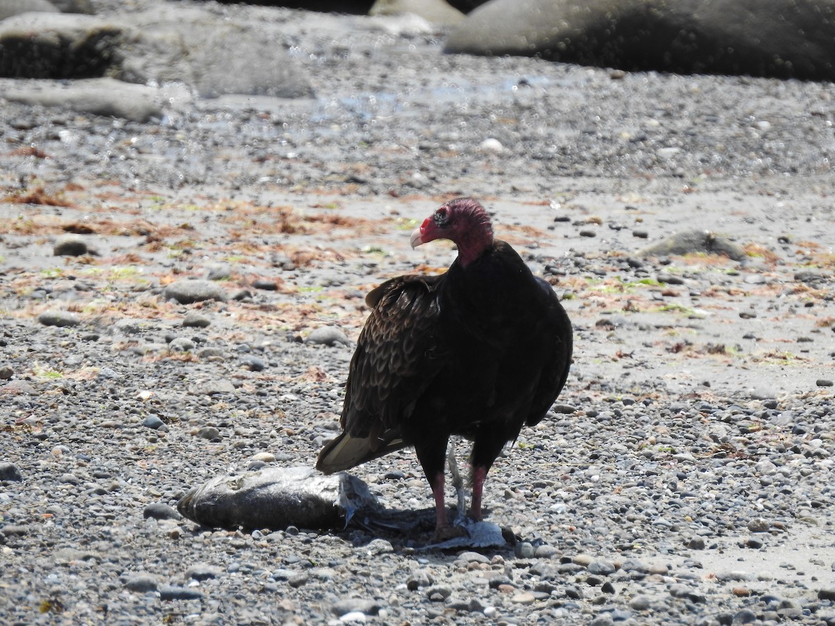 Turkey Vulture - ML620392363