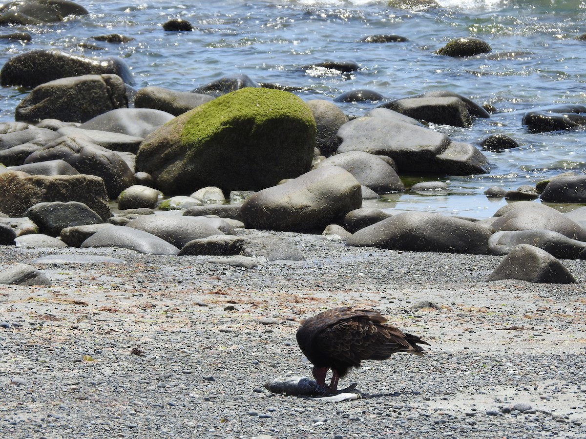 Turkey Vulture - ML620392365