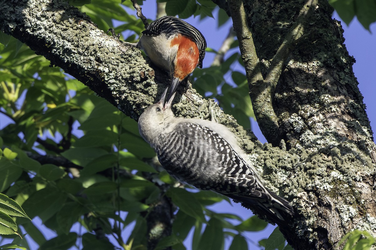 Red-bellied Woodpecker - ML620392366