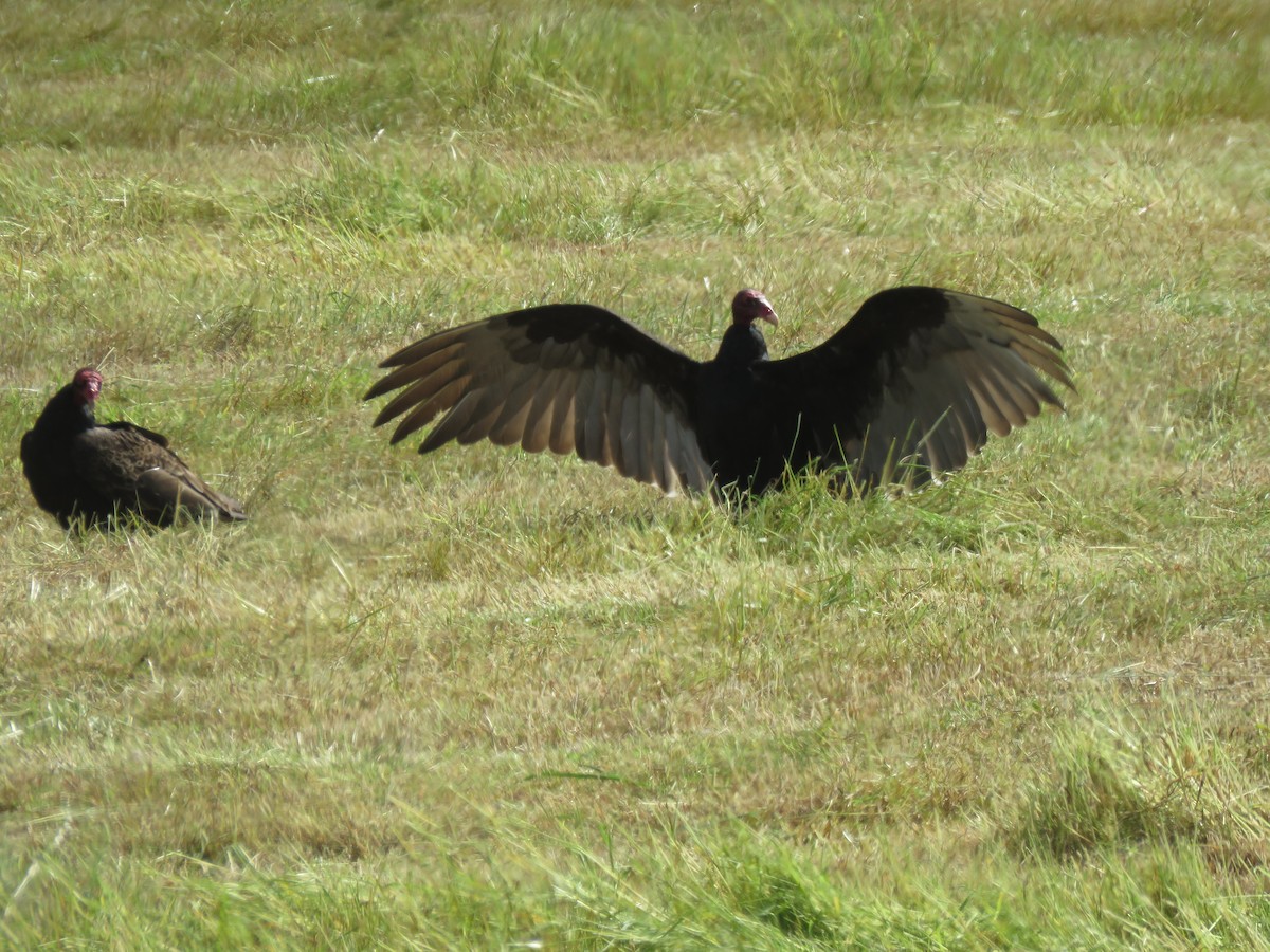 Turkey Vulture - ML620392372