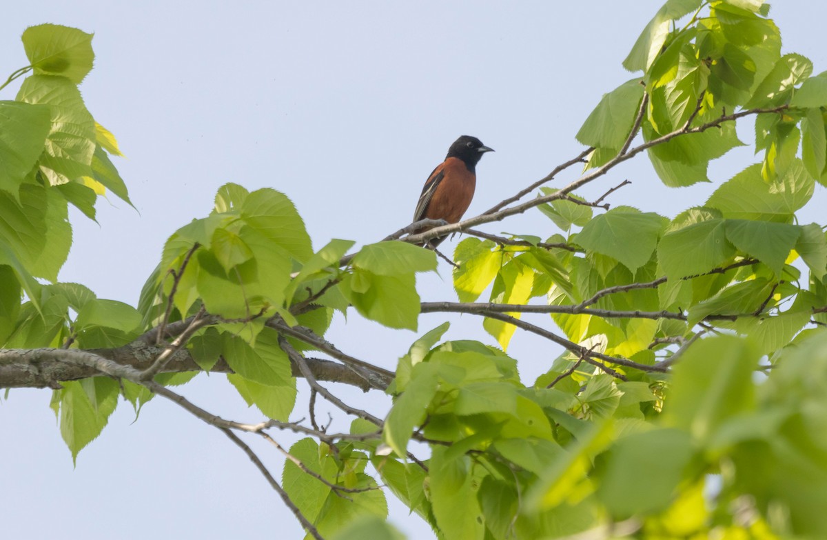 Orchard Oriole - ML620392382