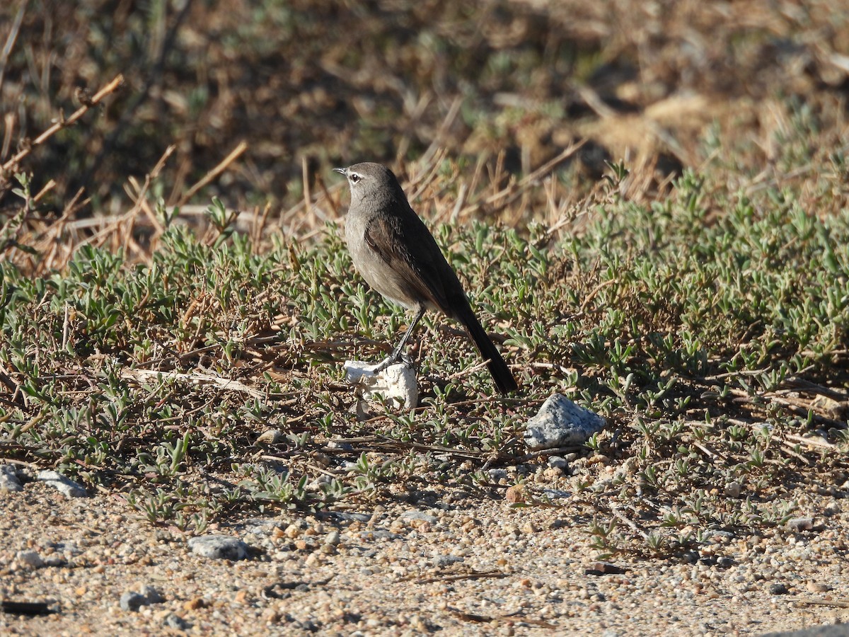 Karoo Scrub-Robin - Yvette MacDonald