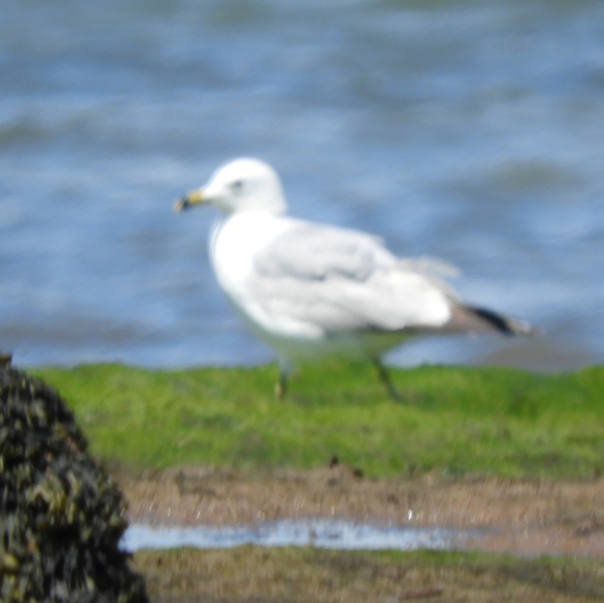 Ring-billed Gull - ML620392391