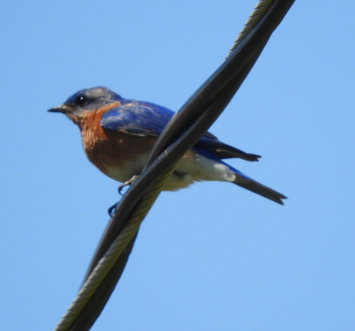 Eastern Bluebird - ML620392398