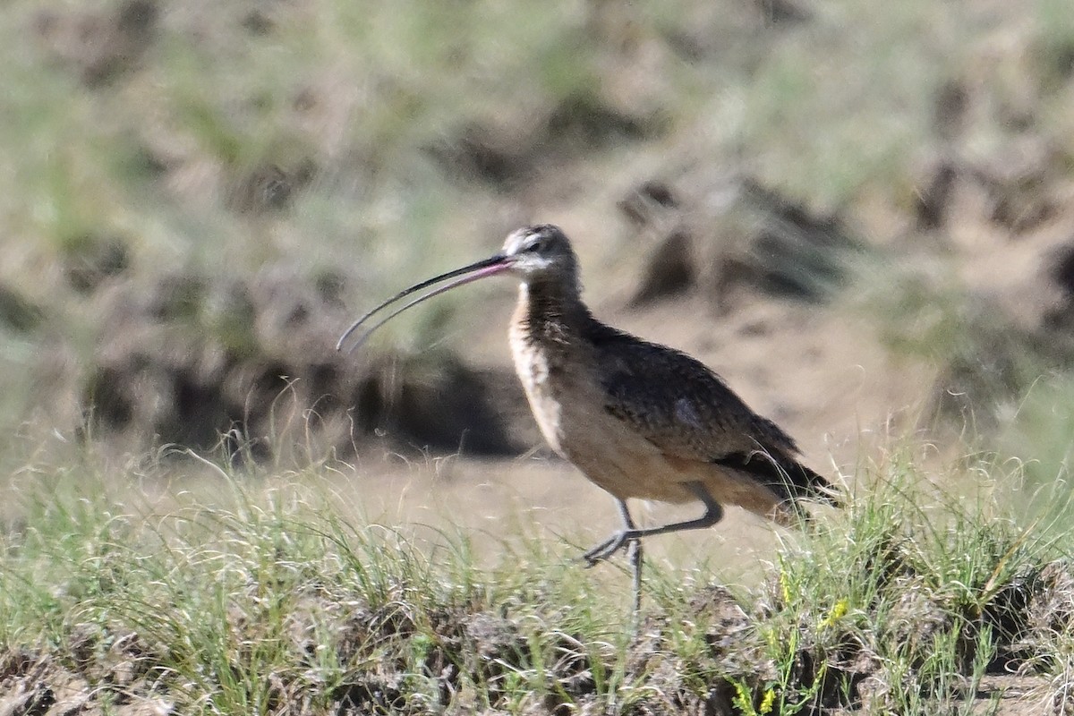 Long-billed Curlew - ML620392403