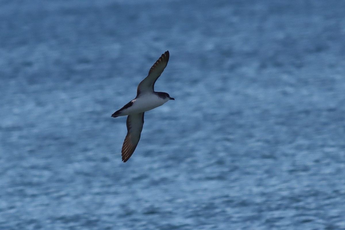 Manx Shearwater - ML620392420