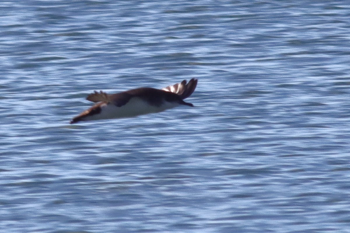 Manx Shearwater - ML620392421