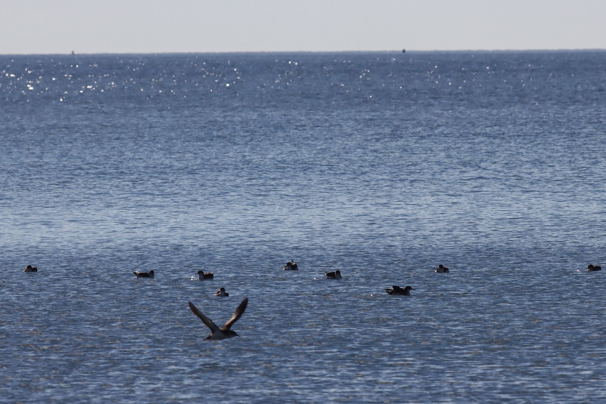 Manx Shearwater - ML620392422