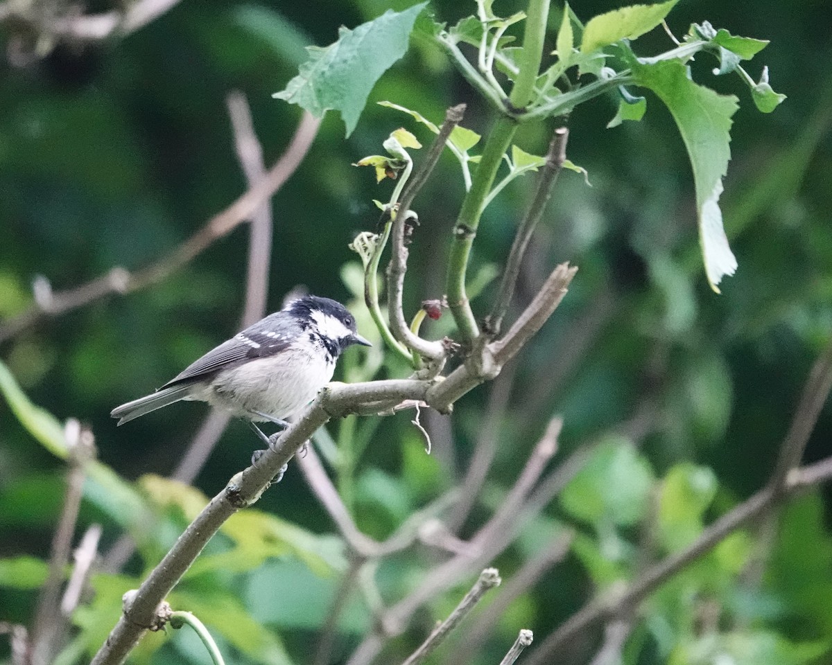 Coal Tit - ML620392440