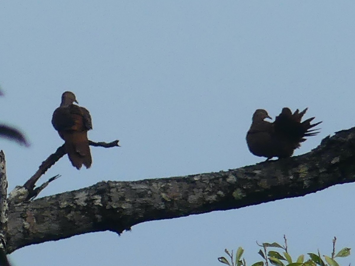 Brown Cuckoo-Dove - Eamon Corbett