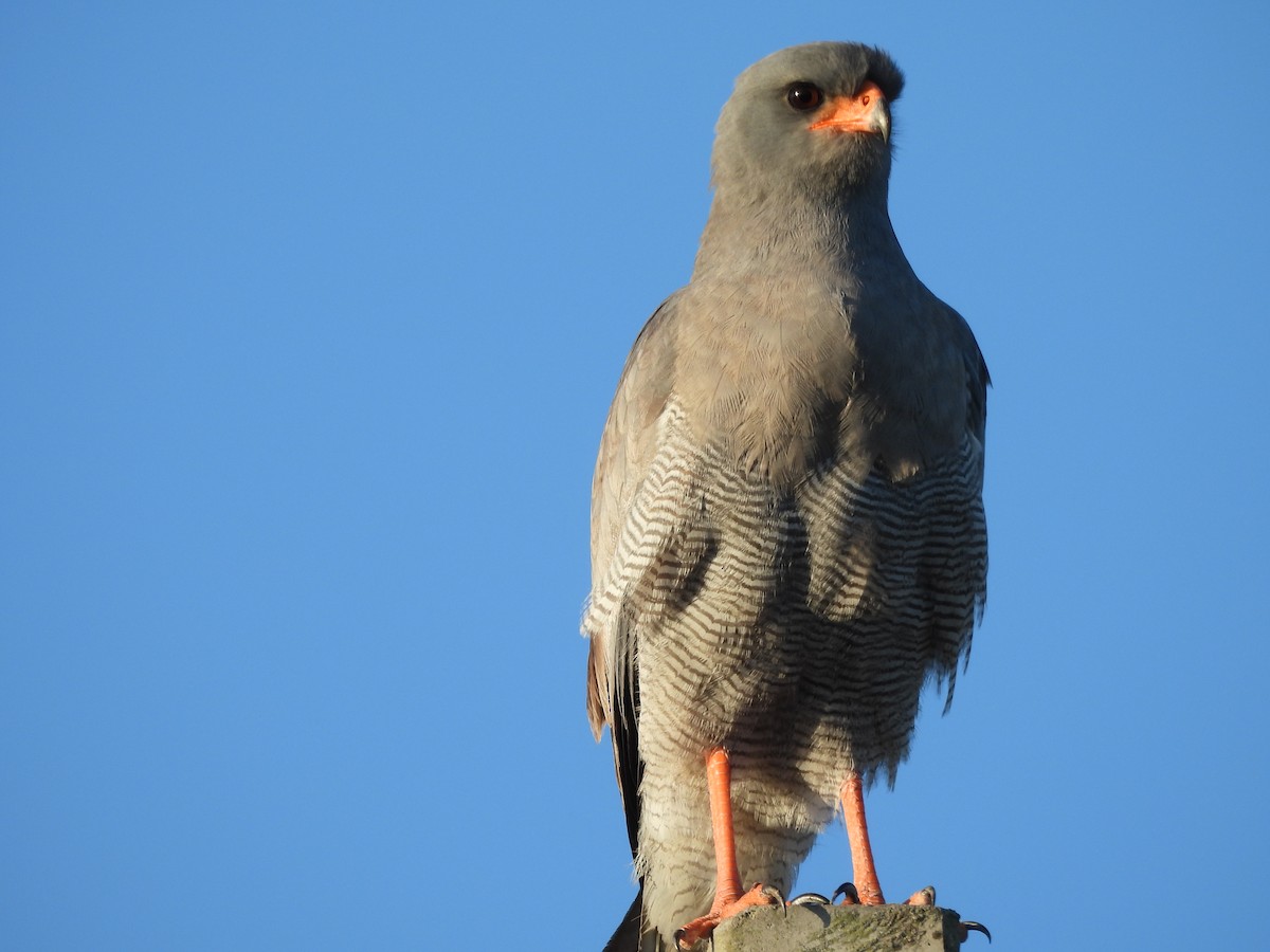 Pale Chanting-Goshawk - ML620392449