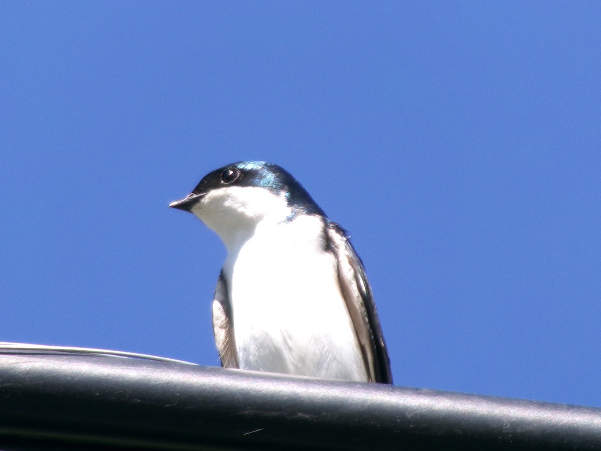 Tree Swallow - Jacob Beus