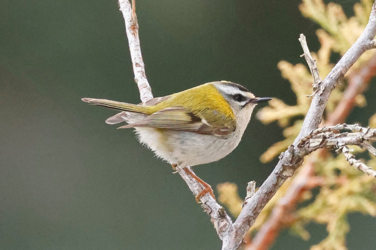 Common Firecrest - ML620392467