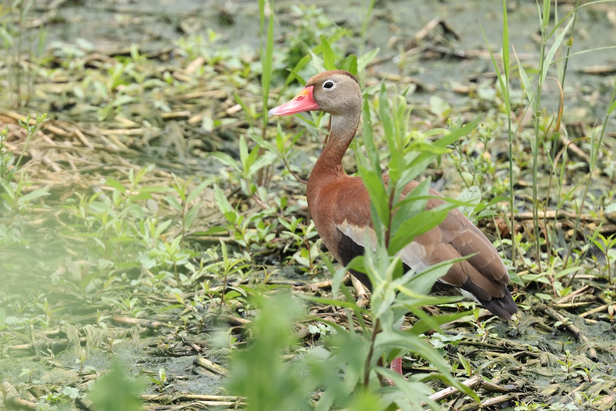 Black-bellied Whistling-Duck - ML620392488