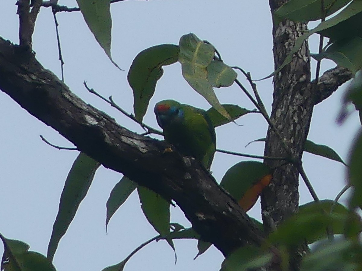 Double-eyed Fig-Parrot - ML620392497