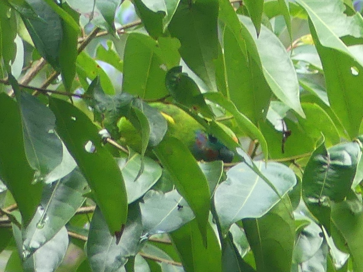 Double-eyed Fig-Parrot - ML620392498