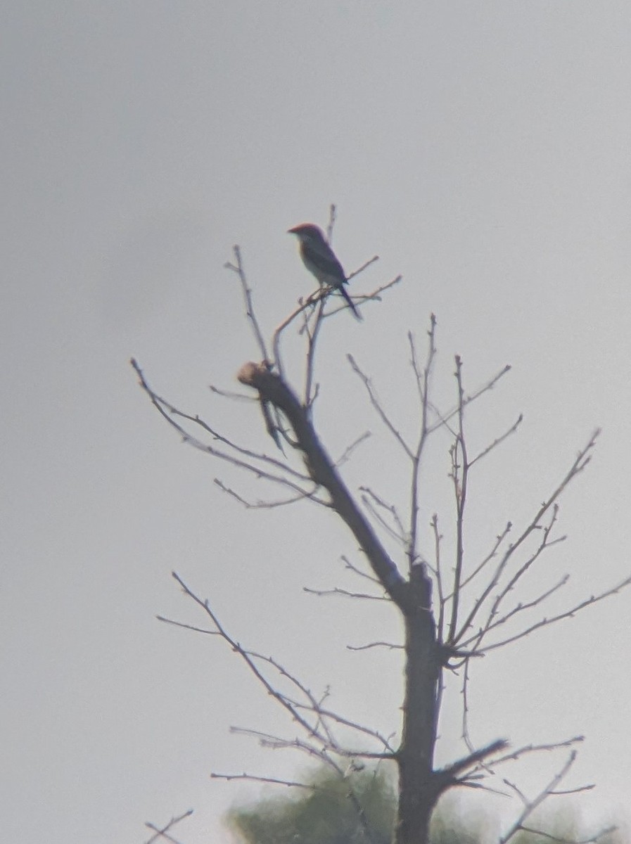 Loggerhead Shrike - ML620392502