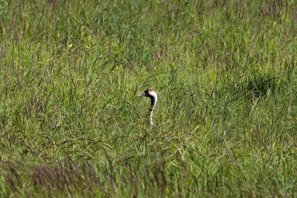 Common Crane - ML620392512