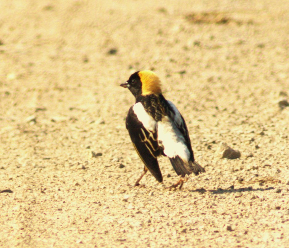 bobolink americký - ML620392531