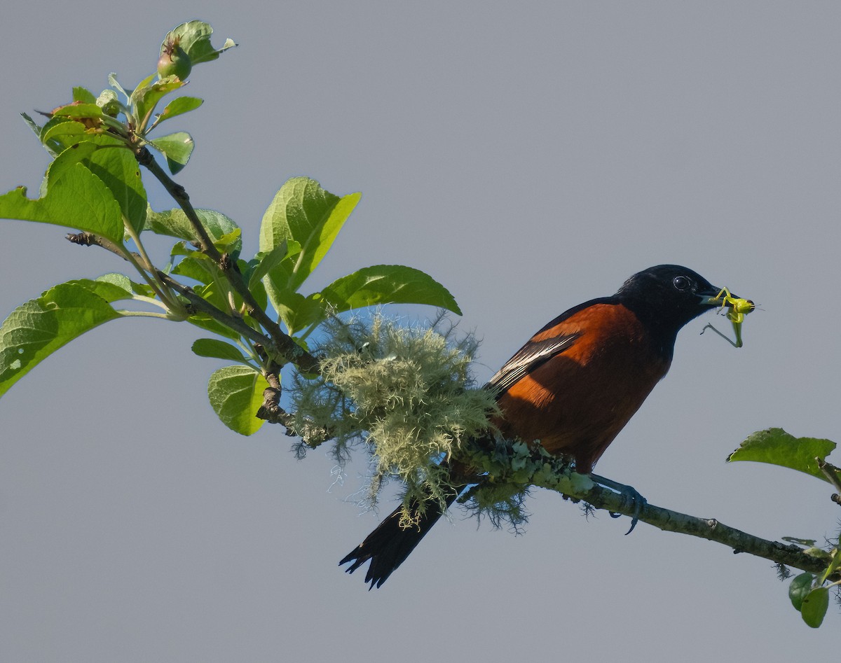 Orchard Oriole - ML620392534