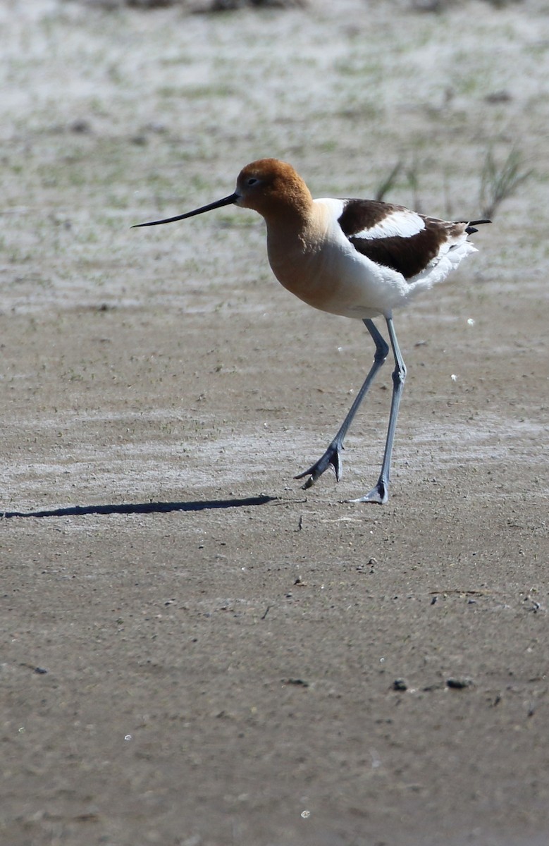 American Avocet - ML620392540