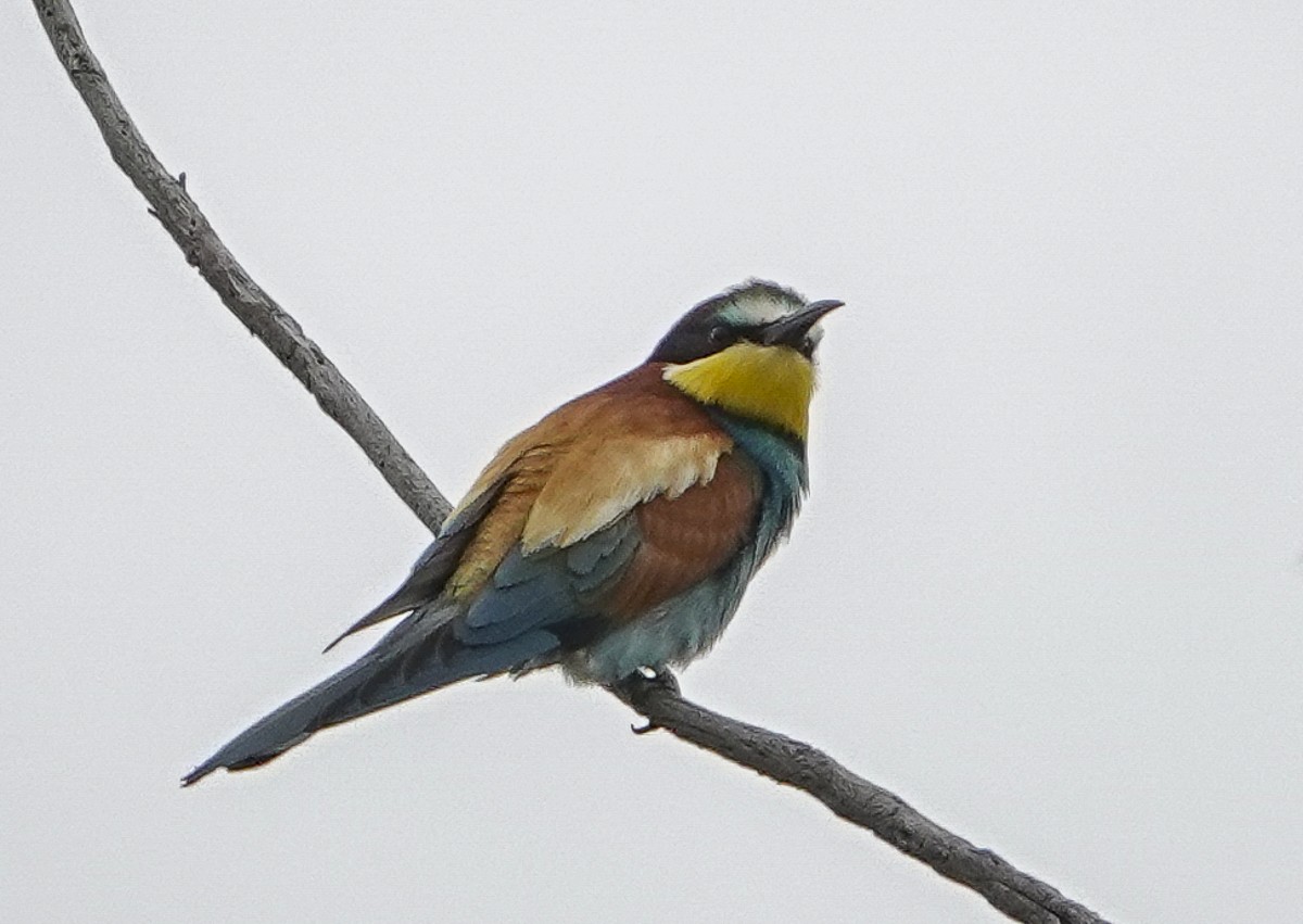 European Bee-eater - ML620392542