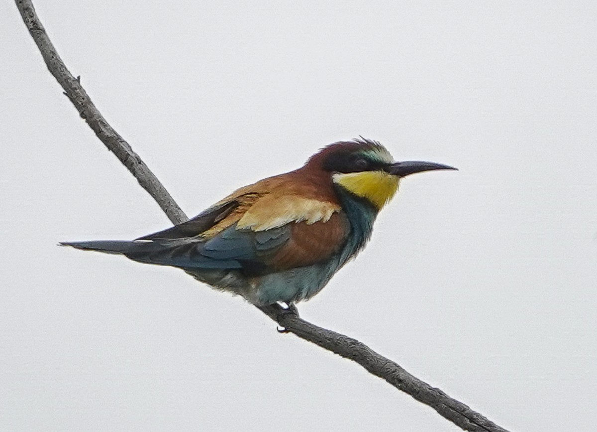 European Bee-eater - ML620392543