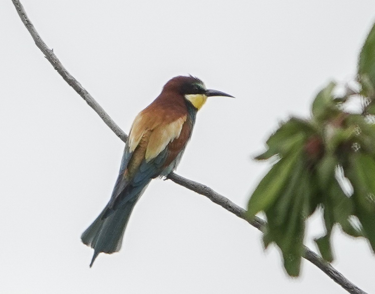 European Bee-eater - ML620392544