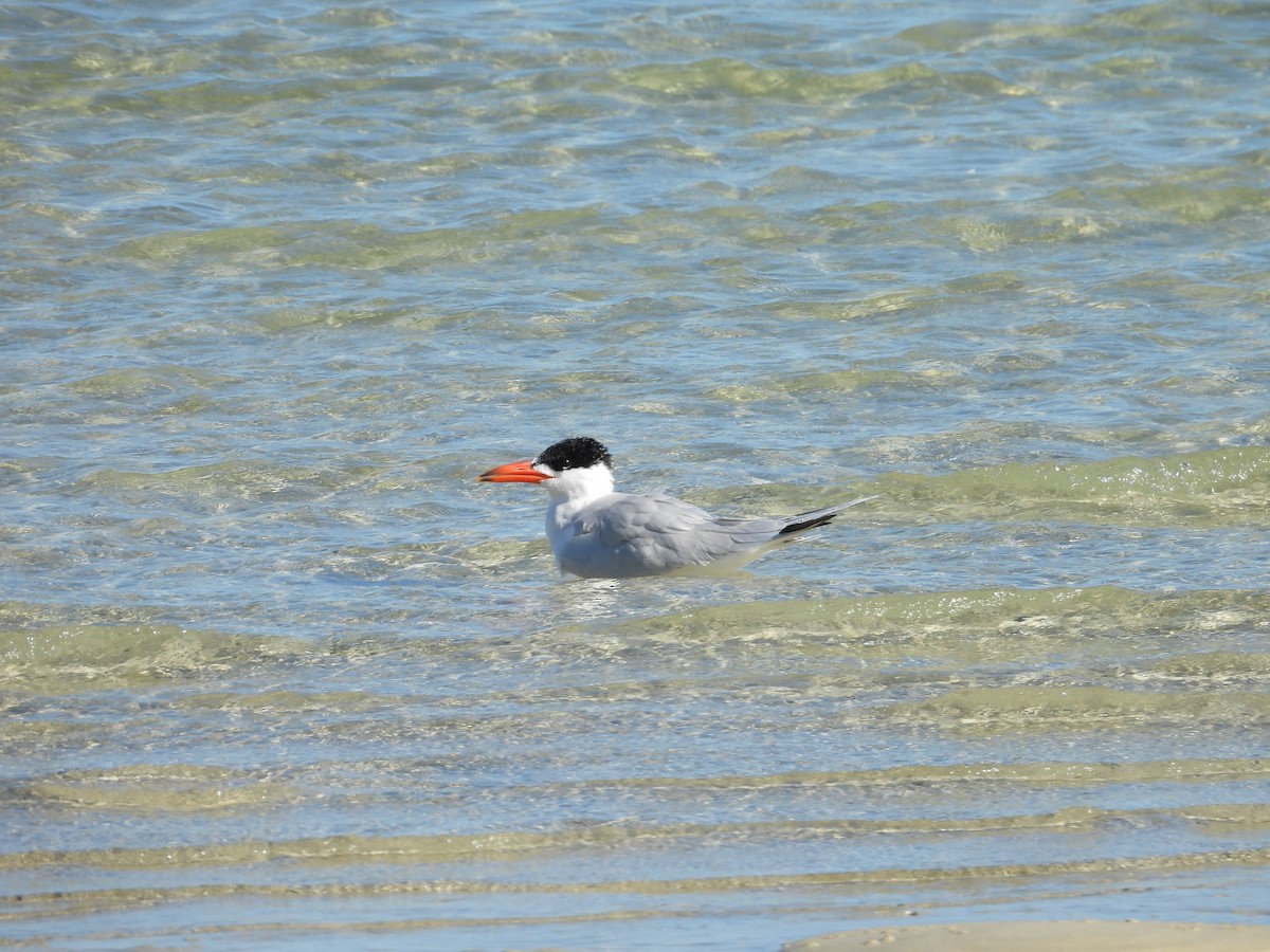 Caspian Tern - ML620392548