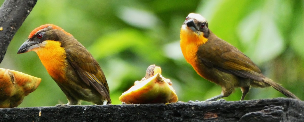 Scarlet-crowned Barbet - ML620392556