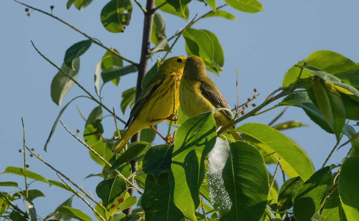 Yellow Warbler - ML620392561