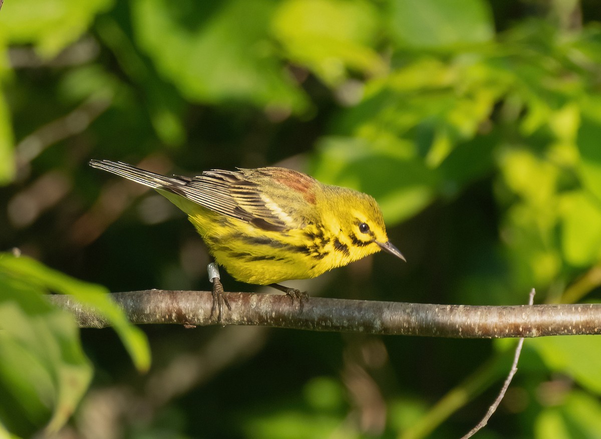 Prairie Warbler - ML620392567