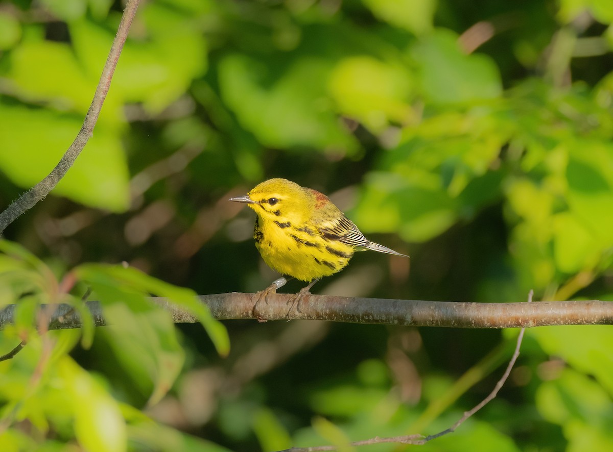 Prairie Warbler - ML620392568