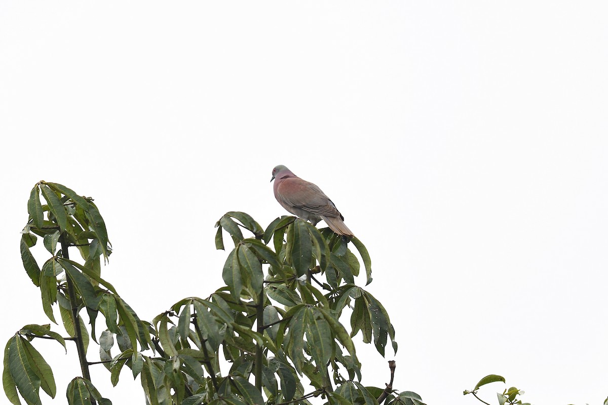 Pale-vented Pigeon - ML620392576