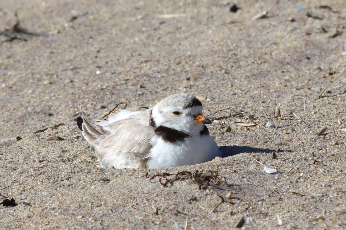 Piping Plover - ML620392577