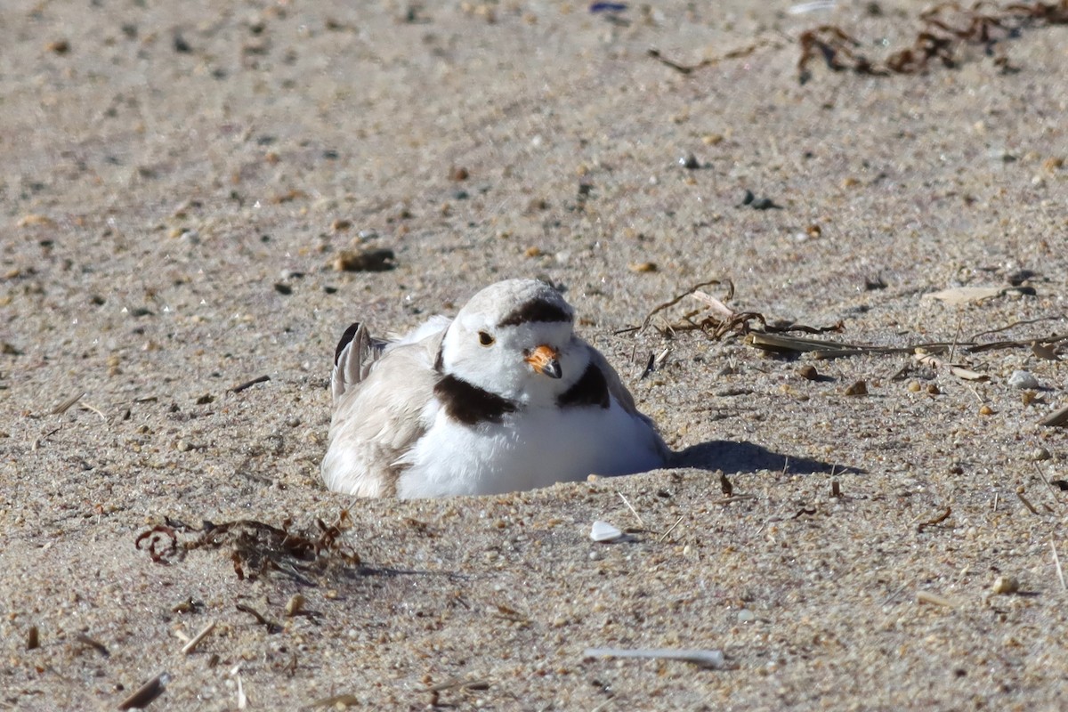 Piping Plover - ML620392578