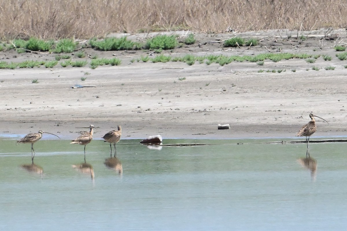 Long-billed Curlew - ML620392579