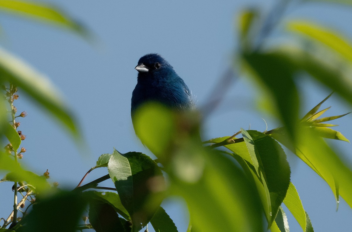 Indigo Bunting - ML620392580