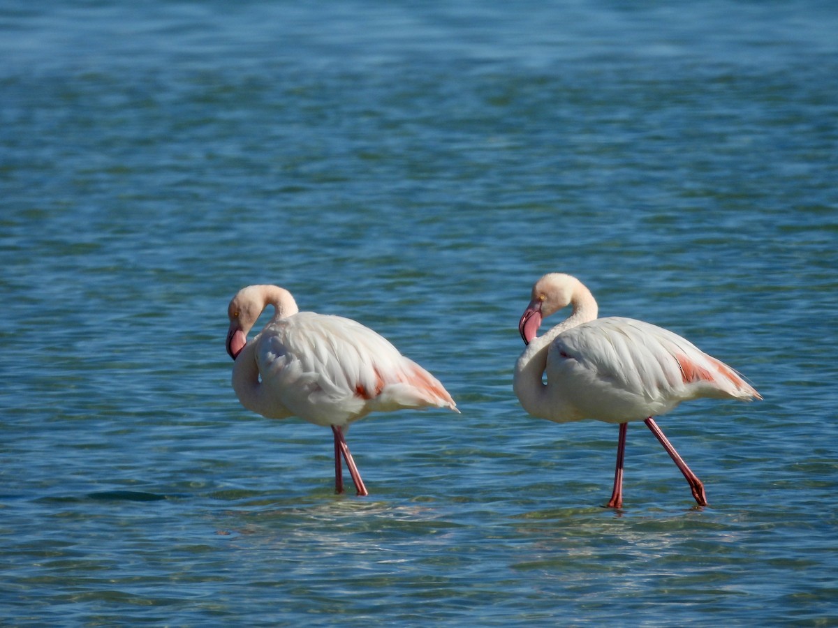 Greater Flamingo - ML620392590