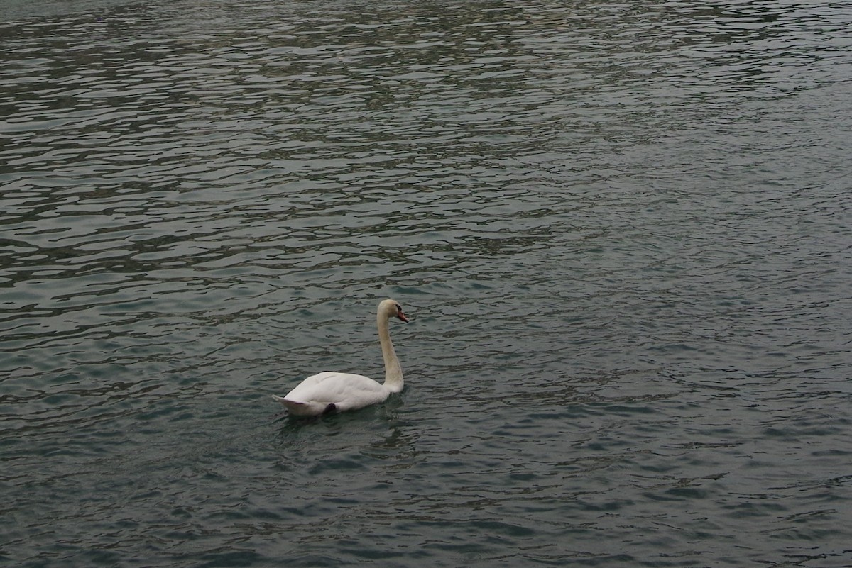 Mute Swan - ML620392594