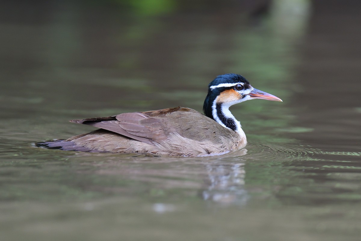 Sungrebe - ML620392606