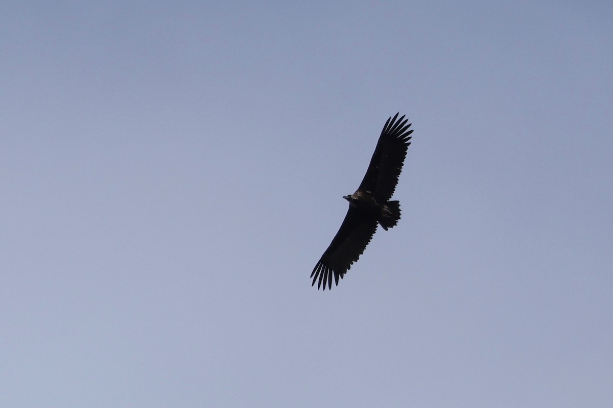Cinereous Vulture - ML620392640