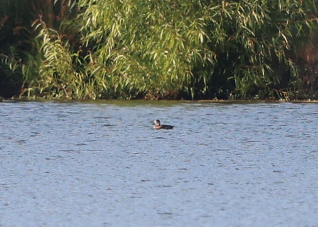 Ring-necked Duck - ML620392642