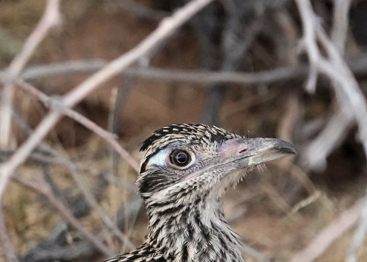 Greater Roadrunner - ML620392651