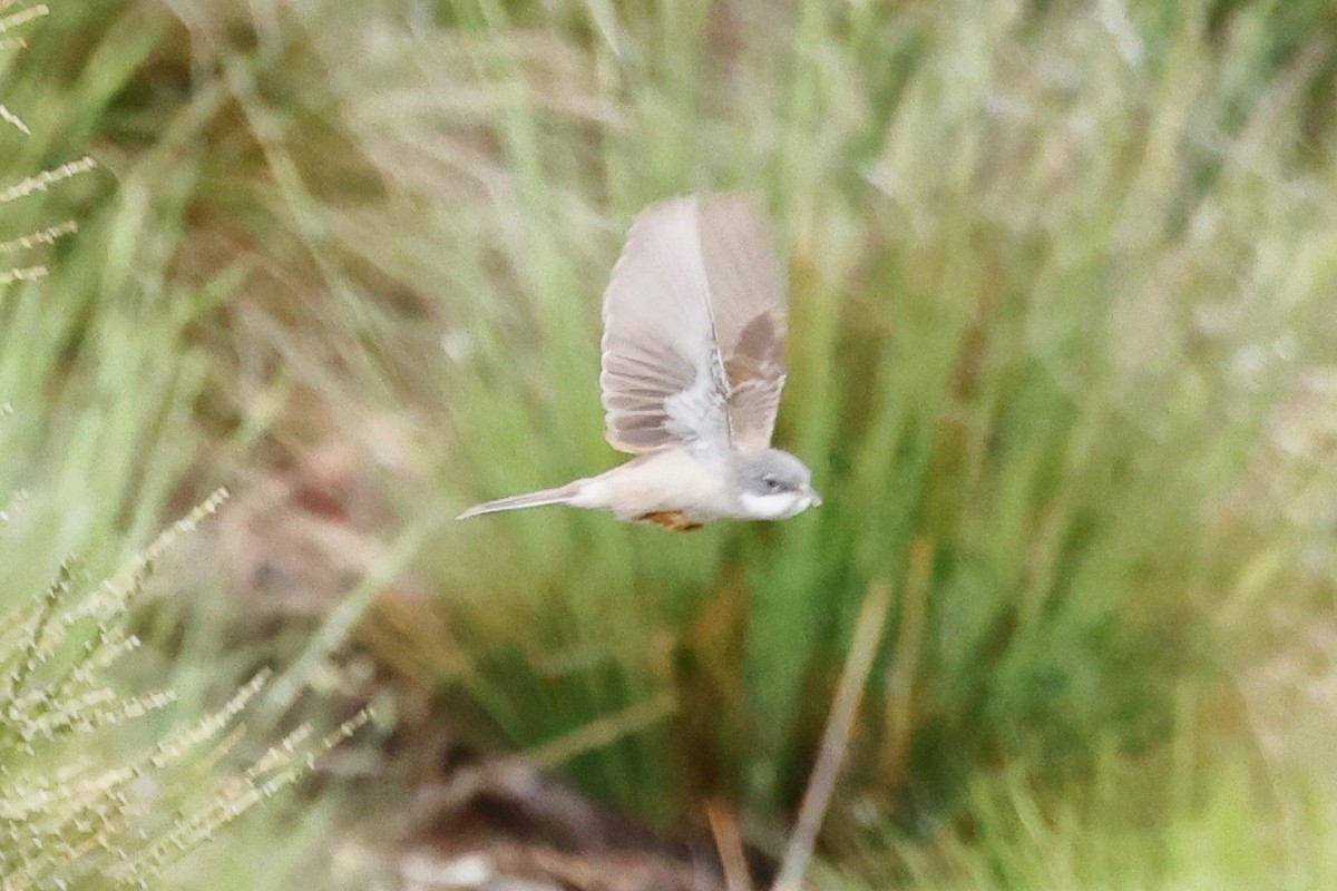 Greater Whitethroat - Denis Tétreault